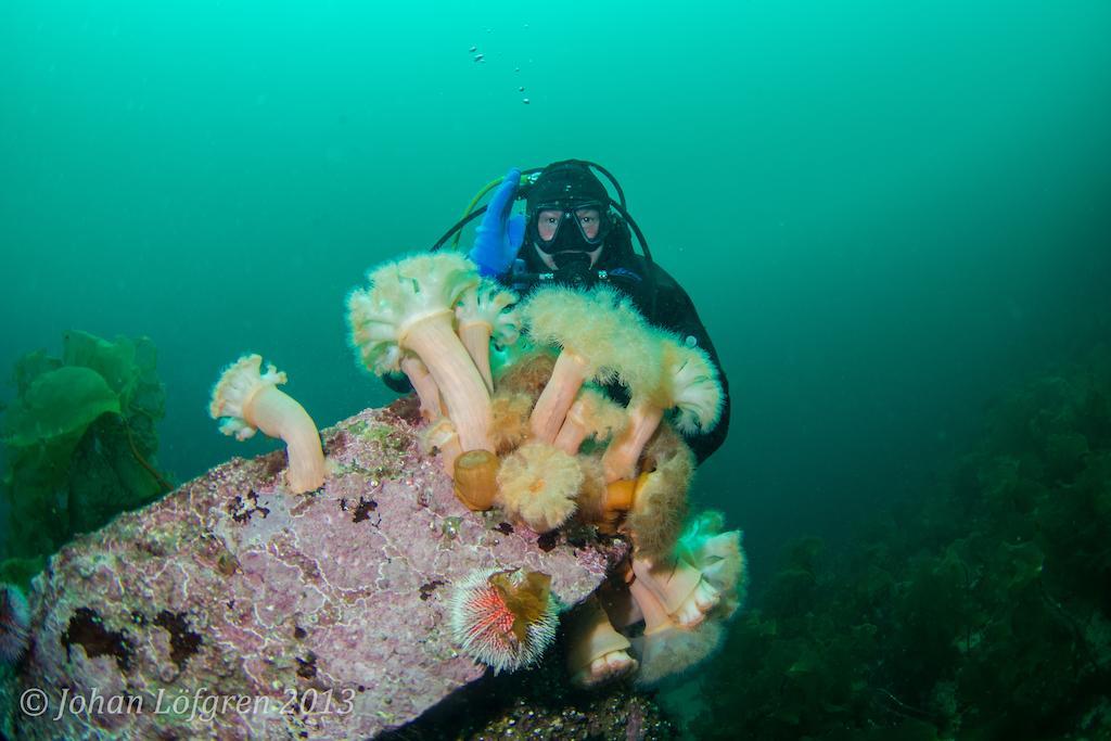 Villa Tjeldsundbrua Maritim Evenskjer Esterno foto